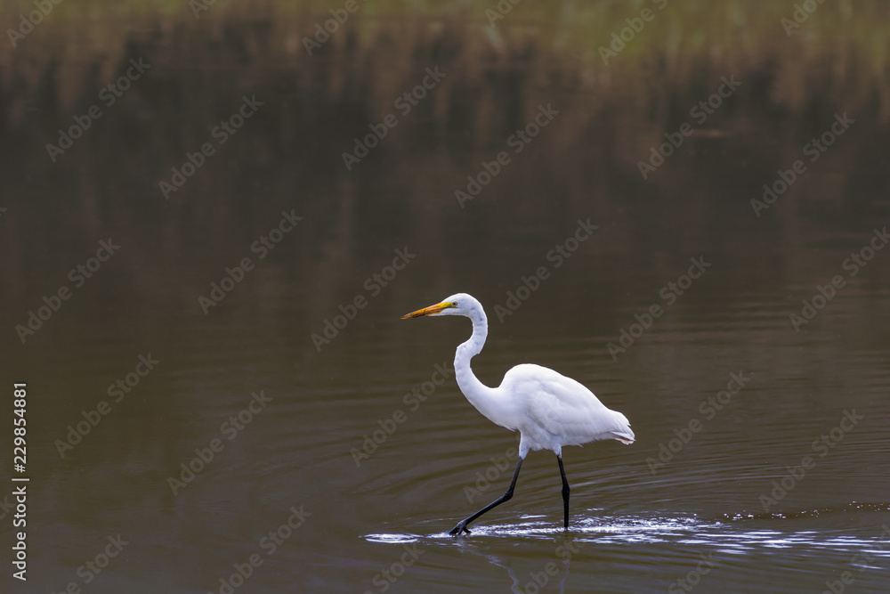 Great Egret Wading Great Egret Wading