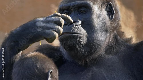 Western lowland gorilla mother eating