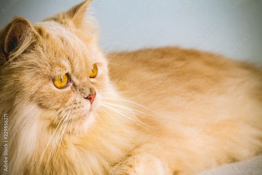 Persian cat portrait of yellow hair and yellow eyes
