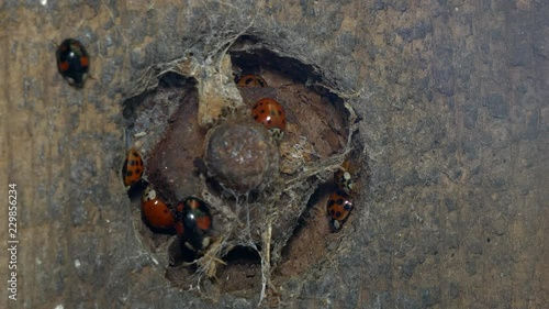 Close up of a hole in the wall with a bolt in the middle and ladybugs trying to find shelter and potential locations for hibernation. photo