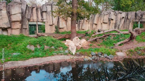 White lions resting in the sun in Ouwehands Zoo. photo