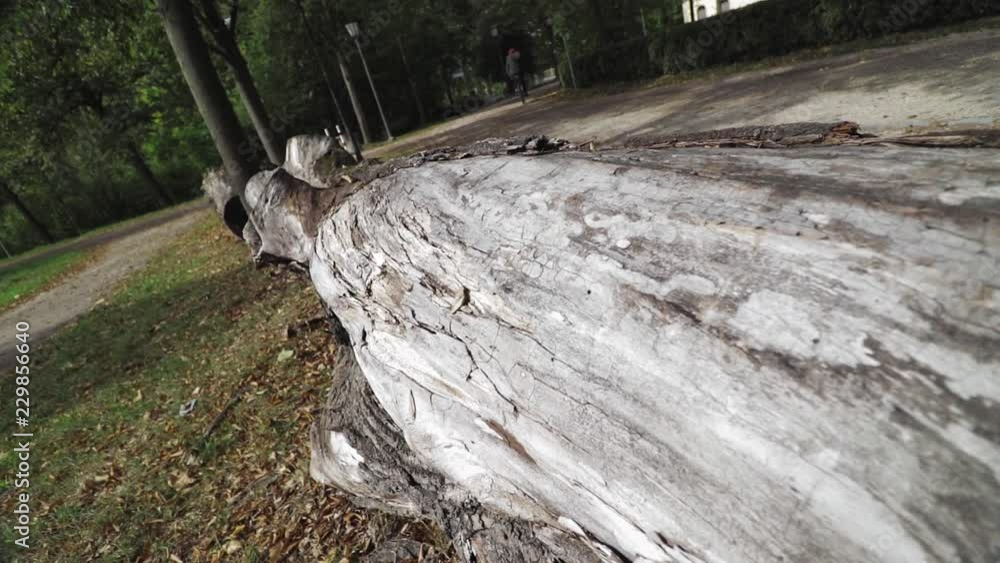 Close up of a big log decoratively placed in a park SLOMO Close up of a big log decoratively placed in a park SLOMO