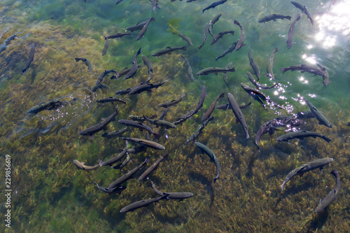 Rainbow trout at hatchery pond