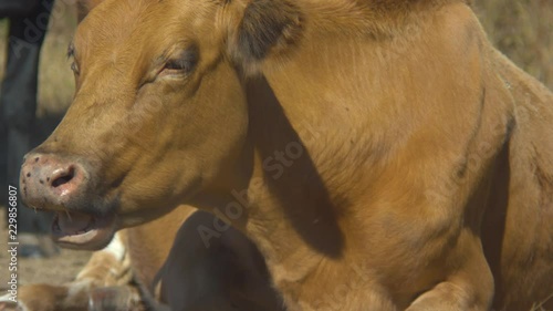 Brown Cow Lying in the Sunshine Chewing its Cud
