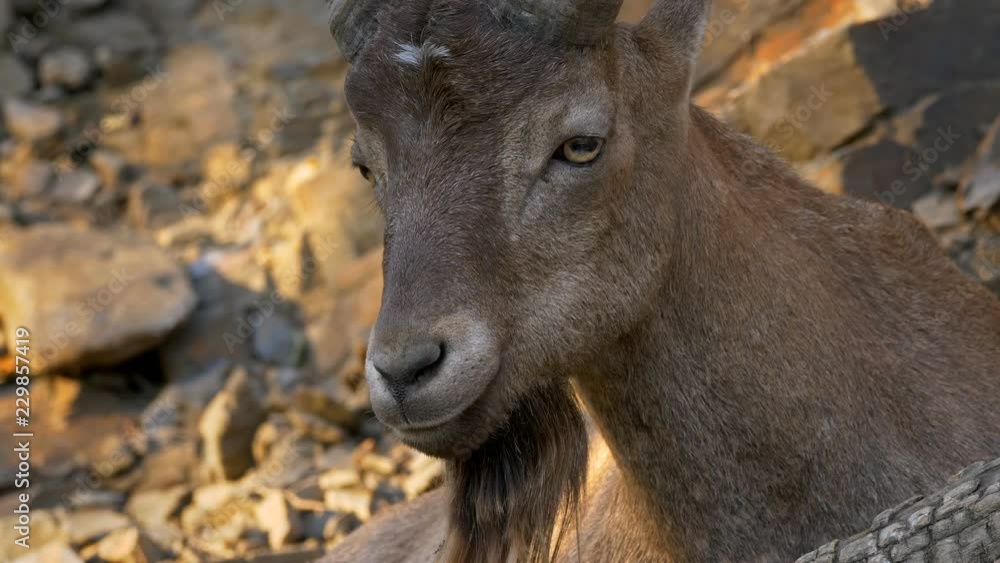 West Caucasian tur (Capra caucasica) ruminating West Caucasian tur (Capra caucasica) ruminating