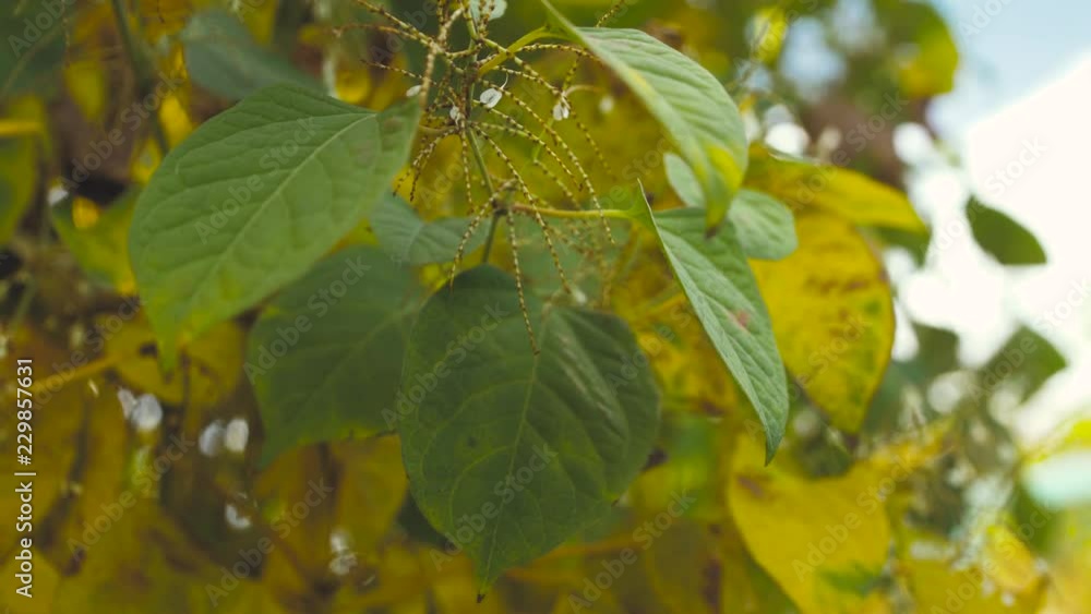 Close-up shot of autumn leaves waving in the wind Close-up shot of autumn leaves waving in the wind