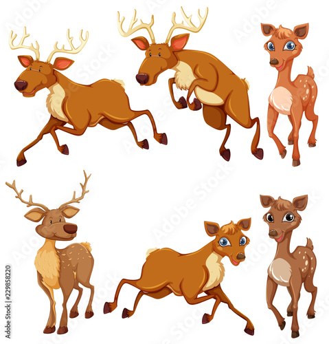 Set of deer and position
