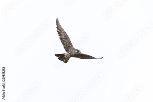 Flying Peregrine falcon