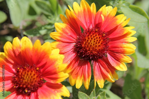 closeup of red flower