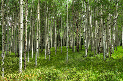 Forest of Aspen in Summer, Near Crested Butte, Colorado, USA