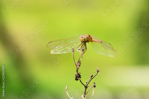 colorful dragonfly beautifully perch on the bamboo twig in the garden