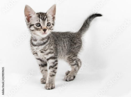 Grey tabby kitten © Monica