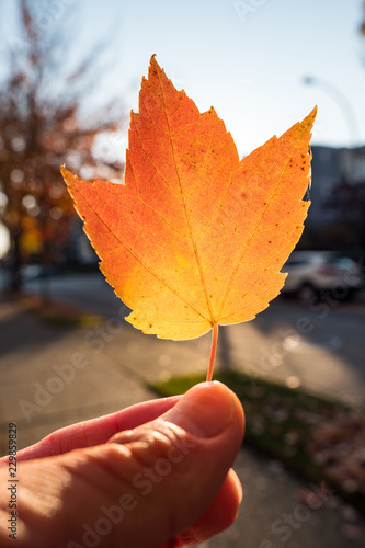 hand holding an orange maple leaf back lit by the morning sun