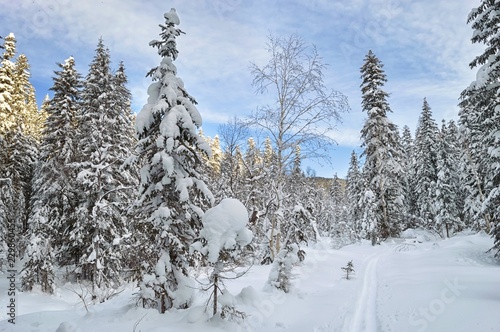 Winter wonderland in the taiga forest.  Mountain ridge Miao Chan. Khabarovsk region, far East, Russia. 