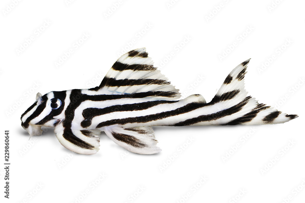 Fototapeta premium Zebra Pleco L-046 Hypancistrus zebra Plecostomus aquarium fish 