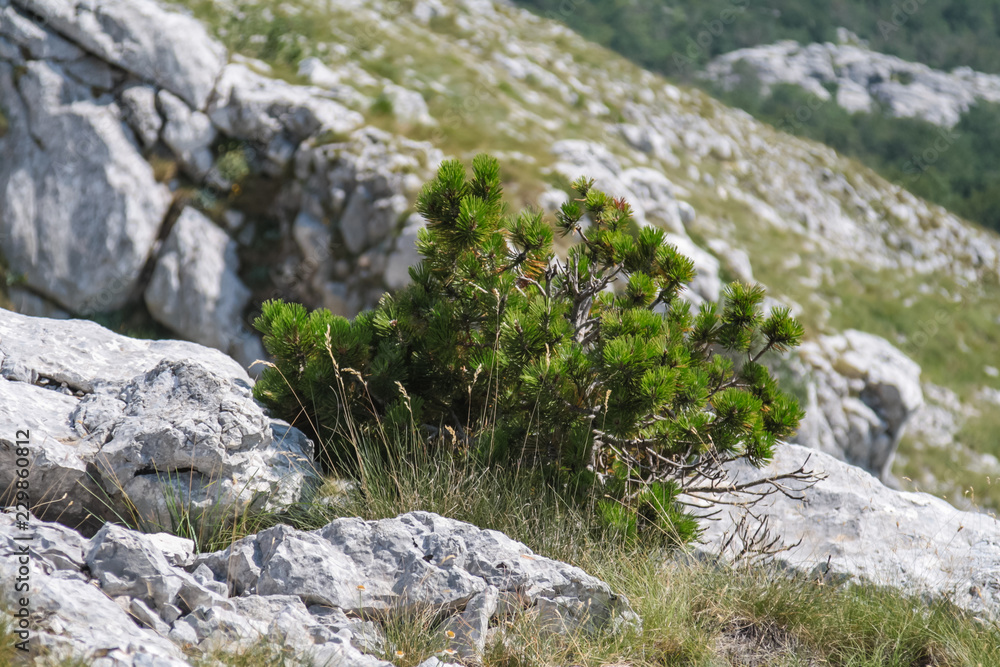 dwarf pine among the stones on the mountainside dwarf pine among the stones on the mountainside