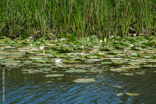 lotuses and reeds on the lake Skadar in Montenegro