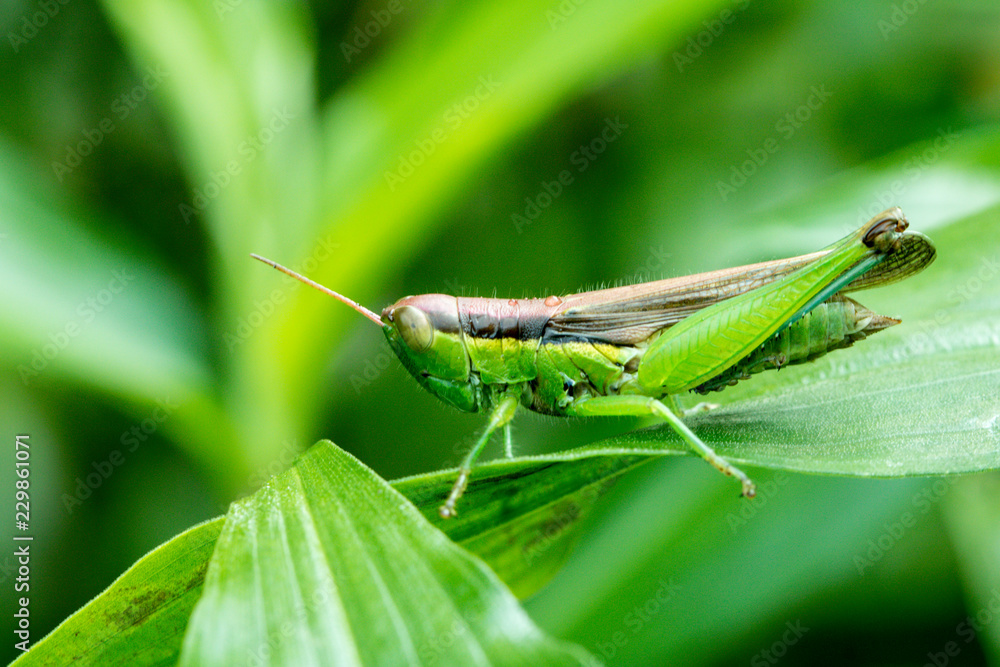 closeup of meadow grasshopper on the green wet leaf closeup of meadow grasshopper on the green wet leaf