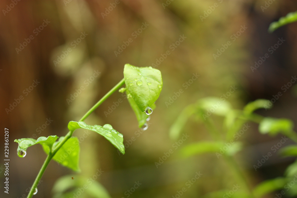 green plant feel fresh in morning green plant feel fresh in morning