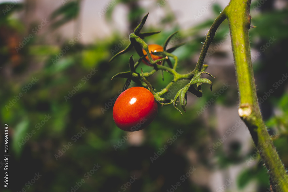 Berry tomato	