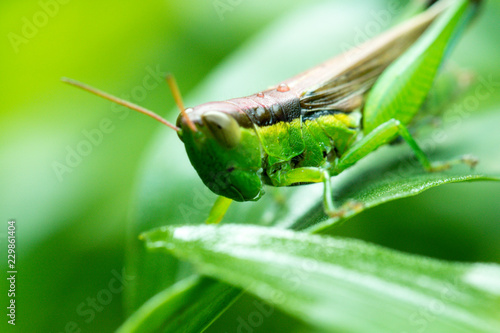closeup of meadow grasshopper on the green wet leaf