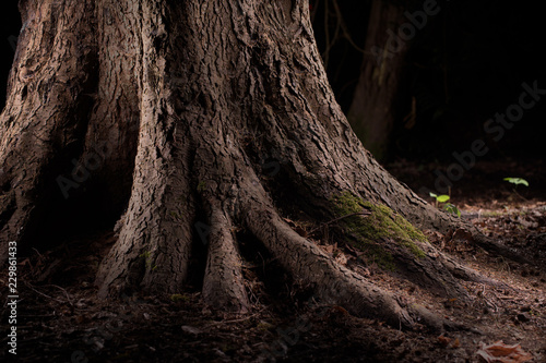 tree in forest at night
