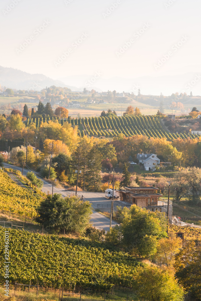 View of vineyards in autumn at sunset