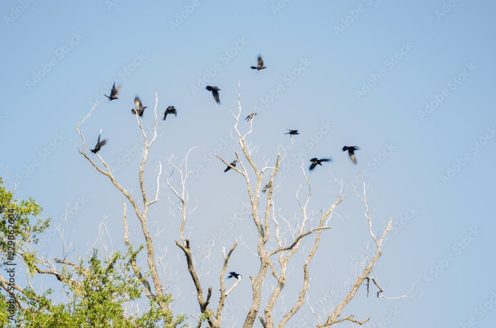 group of many crows flying over a large dry tree, background of a clear blue sky. group of many crows flying over a large dry tree, background of a clear blue sky.