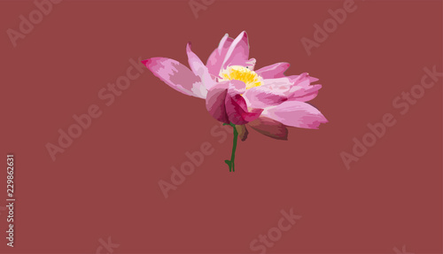Pink Lotus Flower Illustration