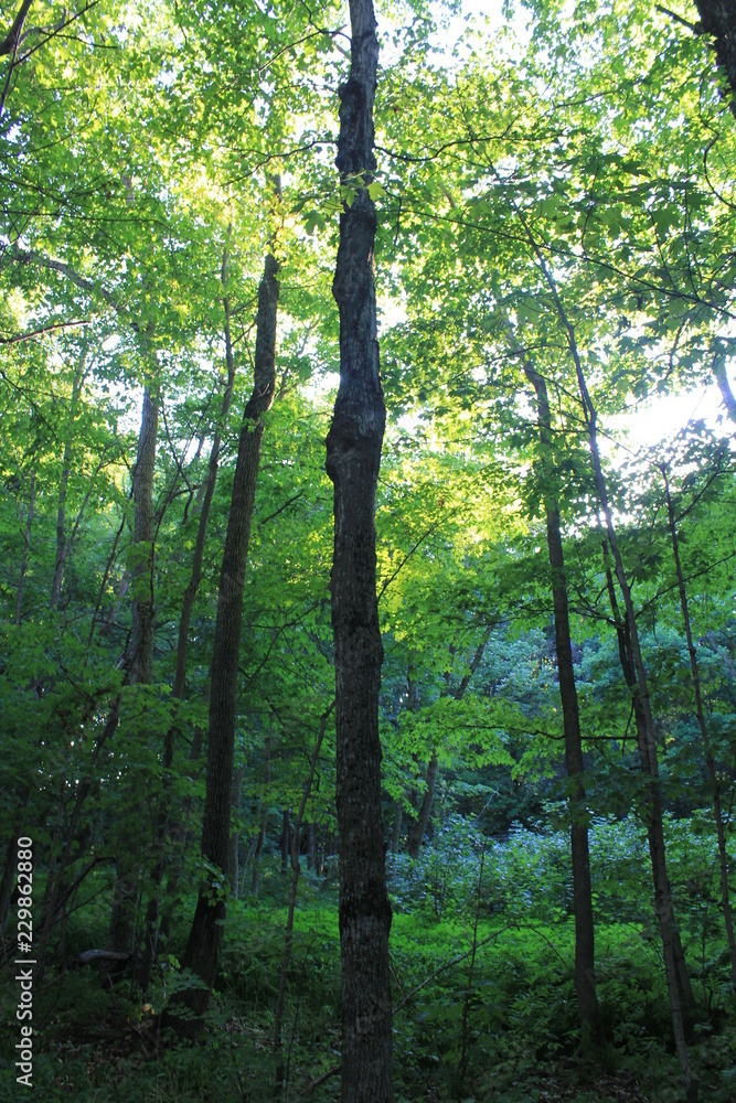 Naklejka premium landscape