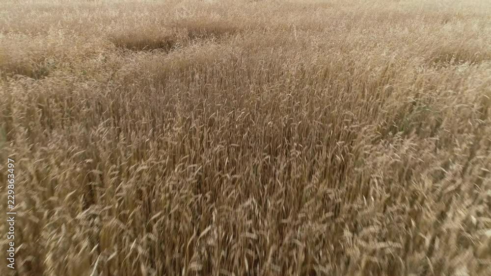 Copter camera fast moving above the ripe ears of yellow wheat. Rye field at the windy weather day. Isolated gold stems growth on the farmland, no people. Tranquility, calm and natural wild beauty Copter camera fast moving above the ripe ears of yellow wheat. Rye field at the windy weather day. Isolated gold stems growth on the farmland, no people. Tranquility, calm and natural wild beauty