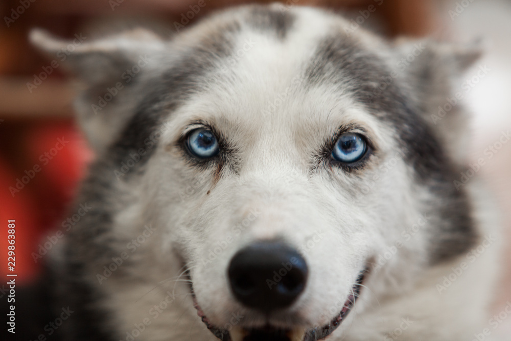 Alaskan husky dog is smiling straight at the camera - Close-up picture taken on a warm summer day Alaskan husky dog is smiling straight at the camera - Close-up picture taken on a warm summer day