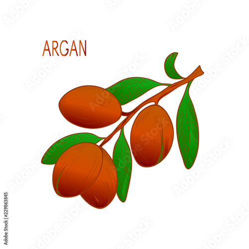 Argan. Plant. Branch, fruit, leavesl. Sketch. Logo, emblem.