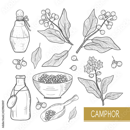 Camphor. Plant. Leaves, fruit, flower. Oil. Bowl, bottle. Sketch.  Monochrome. Set.