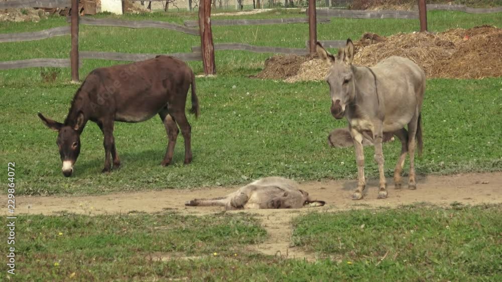 Donkeys farm. Donkey in the field on the pasture. Family of donkeys. 
