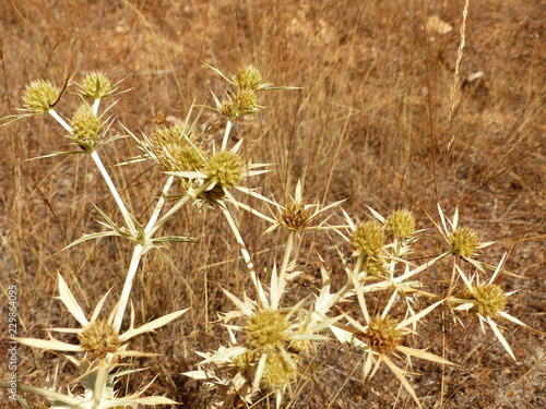 WILD PLANT IN A FIELD WITHOUT IRRIGATION