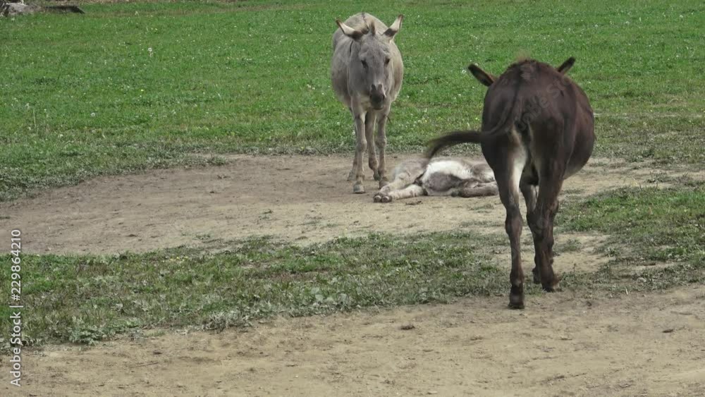 Donkeys farm. Donkey in the field on the pasture. Family of donkeys.
Donkeys farm. Donkey in the field on the pasture. Family of donkeys.