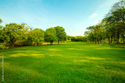 green grass field in urban public park