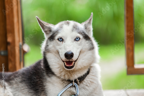 Alaskan husky dog is looking straight at the camera while looking happy on his balcony 3 3 - Picture taken on a warm summer day