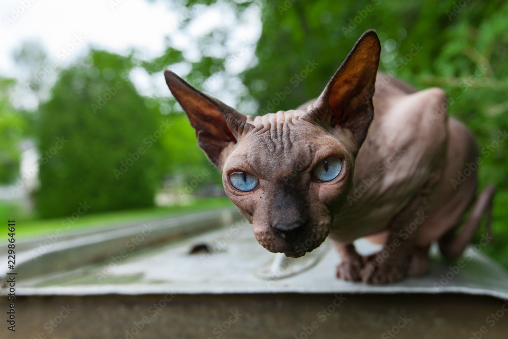 Sphynx cat is enjoying the warmth of a summer day and looks straight at the camera with great interest while standing on a reversed aluminum paddle boat - With trees and green lawn in the background