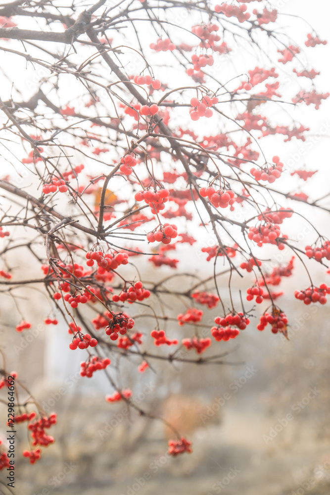 Red ripe viburnum berries on the bunch in the garden. Selective focus. Shallow depth of field. Red ripe viburnum berries on the bunch in the garden. Selective focus. Shallow depth of field.
