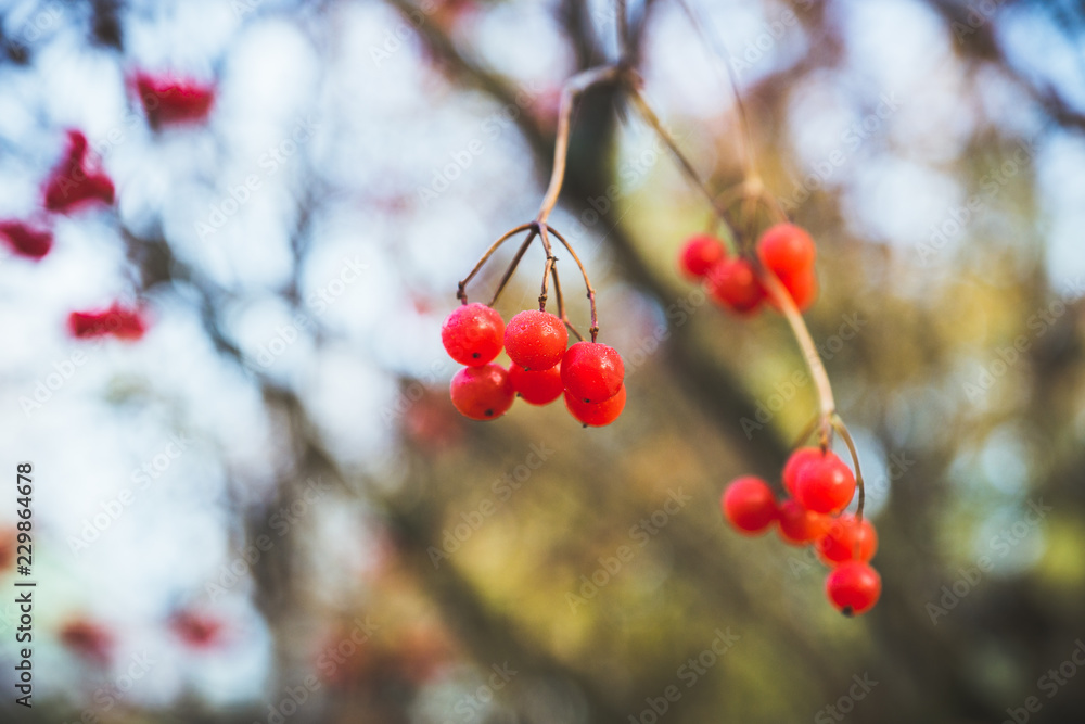 Red ripe viburnum berries on the bunch in the garden. Selective focus. Shallow depth of field. Red ripe viburnum berries on the bunch in the garden. Selective focus. Shallow depth of field.