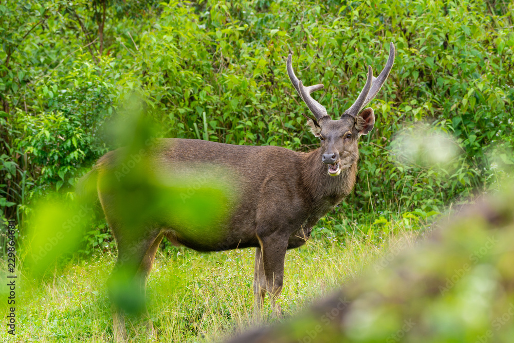 Wild brown deer walking on meadow in KHao Yai National Public Park in Thailand Wild brown deer walking on meadow in KHao Yai National Public Park in Thailand