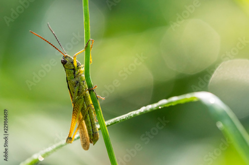 Insectes du Marais de Montfort - Isère. photo