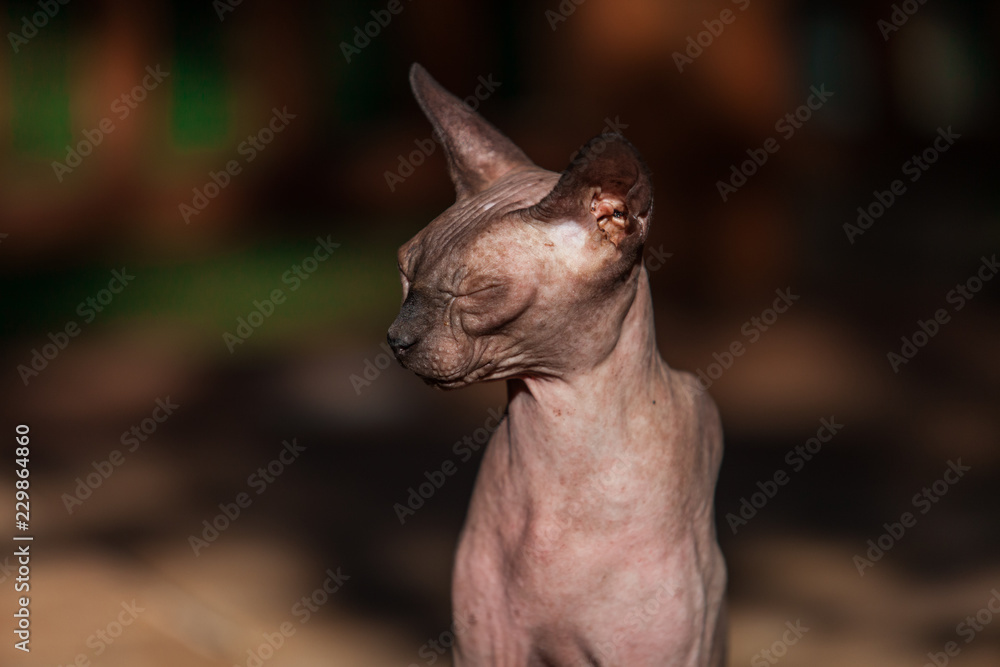 Sphynx cat enjoying the outdoor life on a hot summer day 1/4 - With warm colors and blurry background