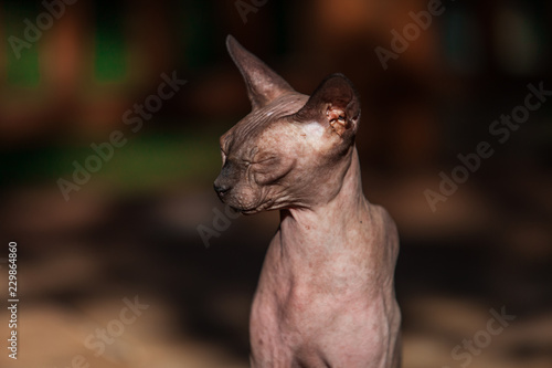 Sphynx cat enjoying the outdoor life on a hot summer day 1/4 - With warm colors and blurry background © Valmedia