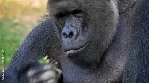 Western lowland gorilla silverback eating