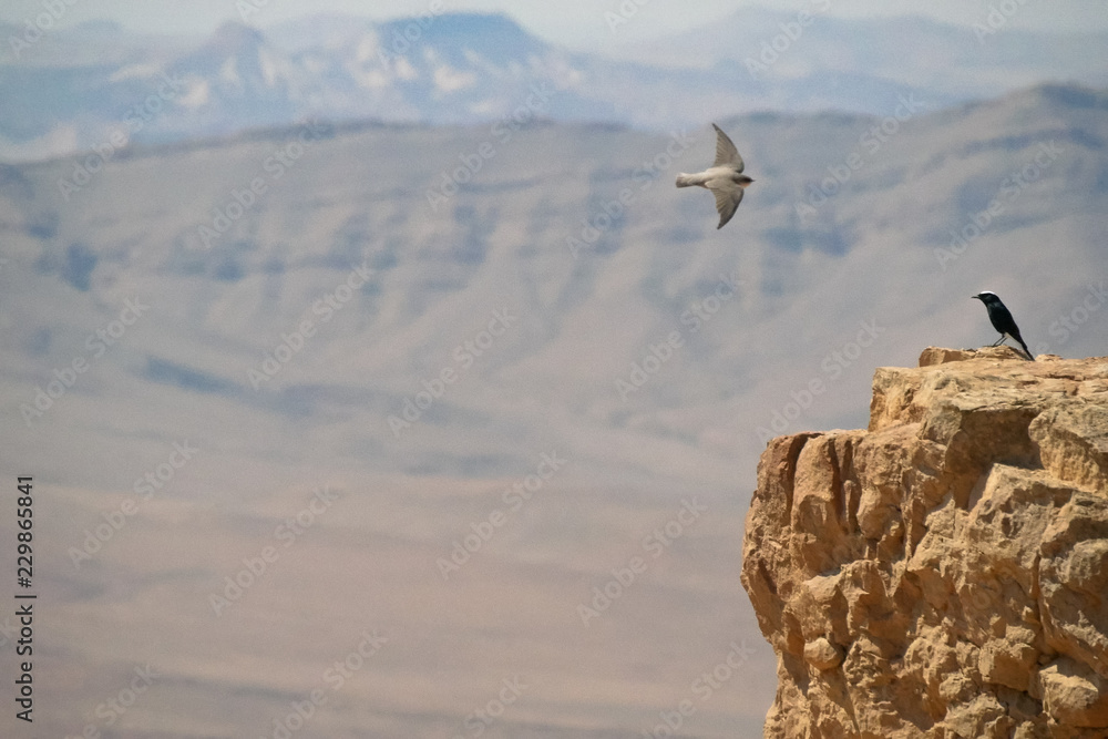 Fototapeta premium Birds in the desert. Israel