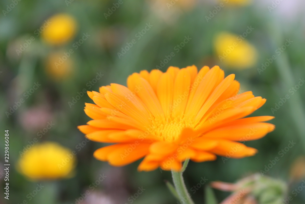 Flor Flor