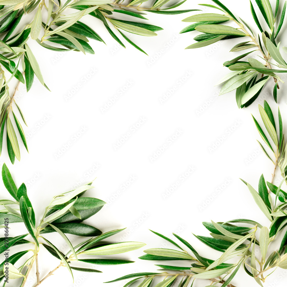 An overhead photo of a frame of olive tree branches with copy space, shot from the top on a white background with a place for text